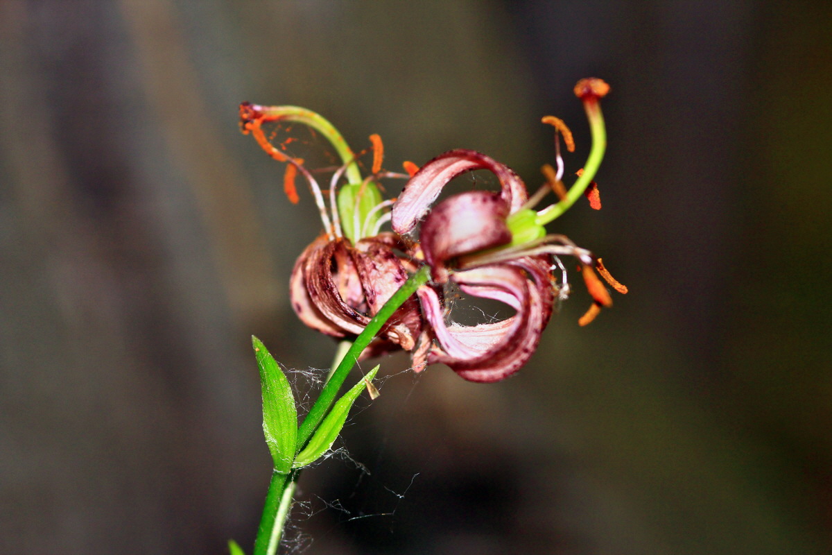 2013_06_30_00025288p_Bildgr��e �ndern