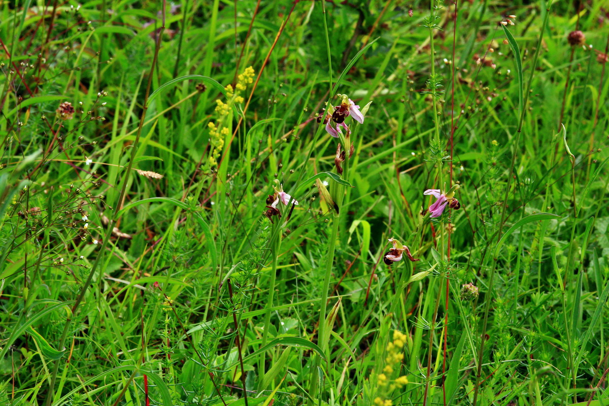 2013_06_30_00025425p_Bildgr��e �ndern