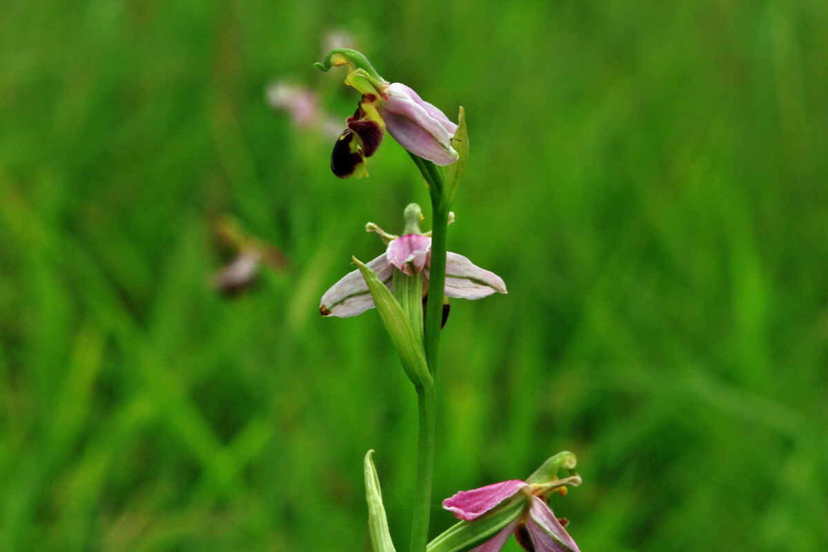 2013_06_30_00025544p_Bildgr��e �ndern