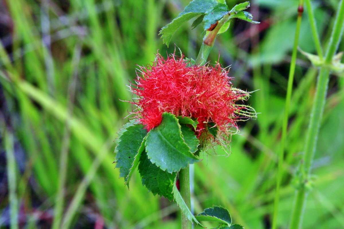 2013_06_30_00025557p_Bildgr��e �ndern