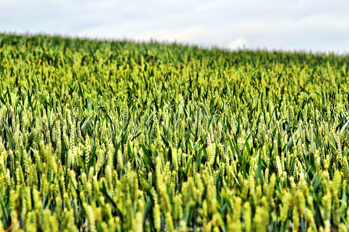 2013_06_30_00025568p_Bildgr��e �ndern