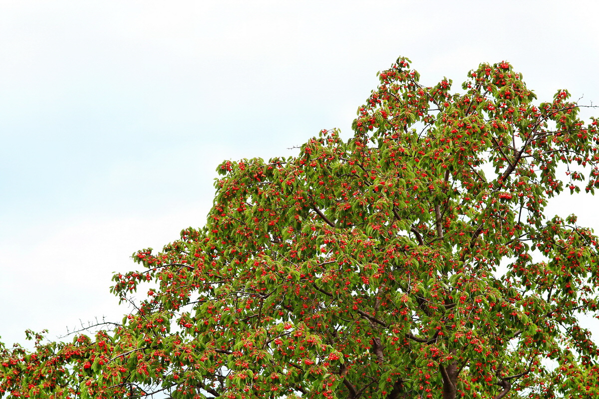 2013_06_30_00025577p_Bildgr��e �ndern