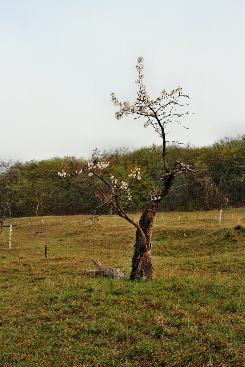 2014_04_01_00039158p_Bildgr��e �ndern