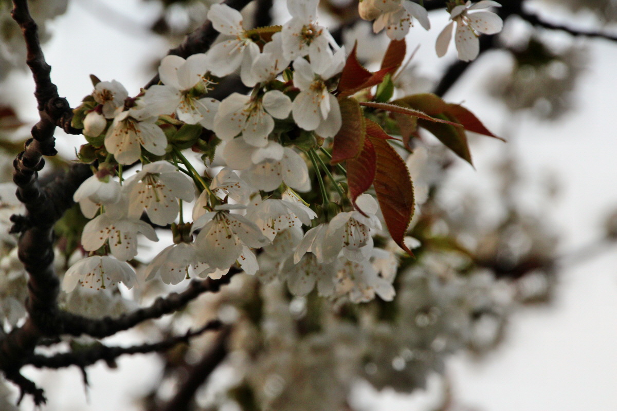 2014_04_01_00039168p_Bildgr��e �ndern