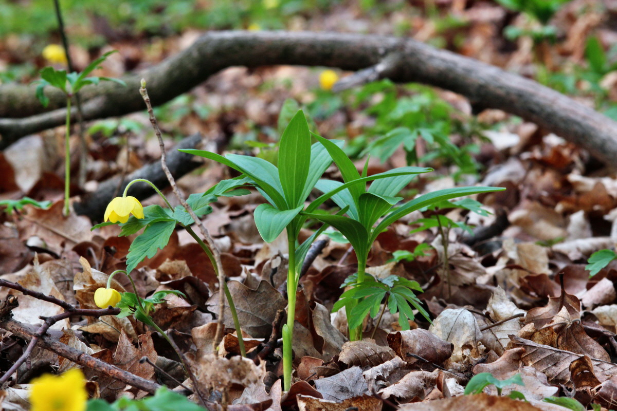 2014_04_01_00039279p_Bildgr��e �ndern