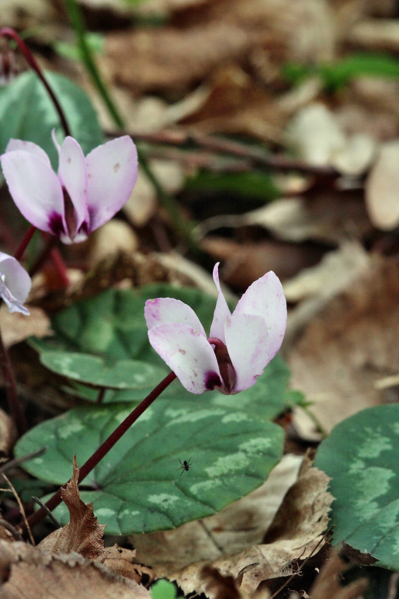 2014_04_01_00039317p_Bildgr��e �ndern