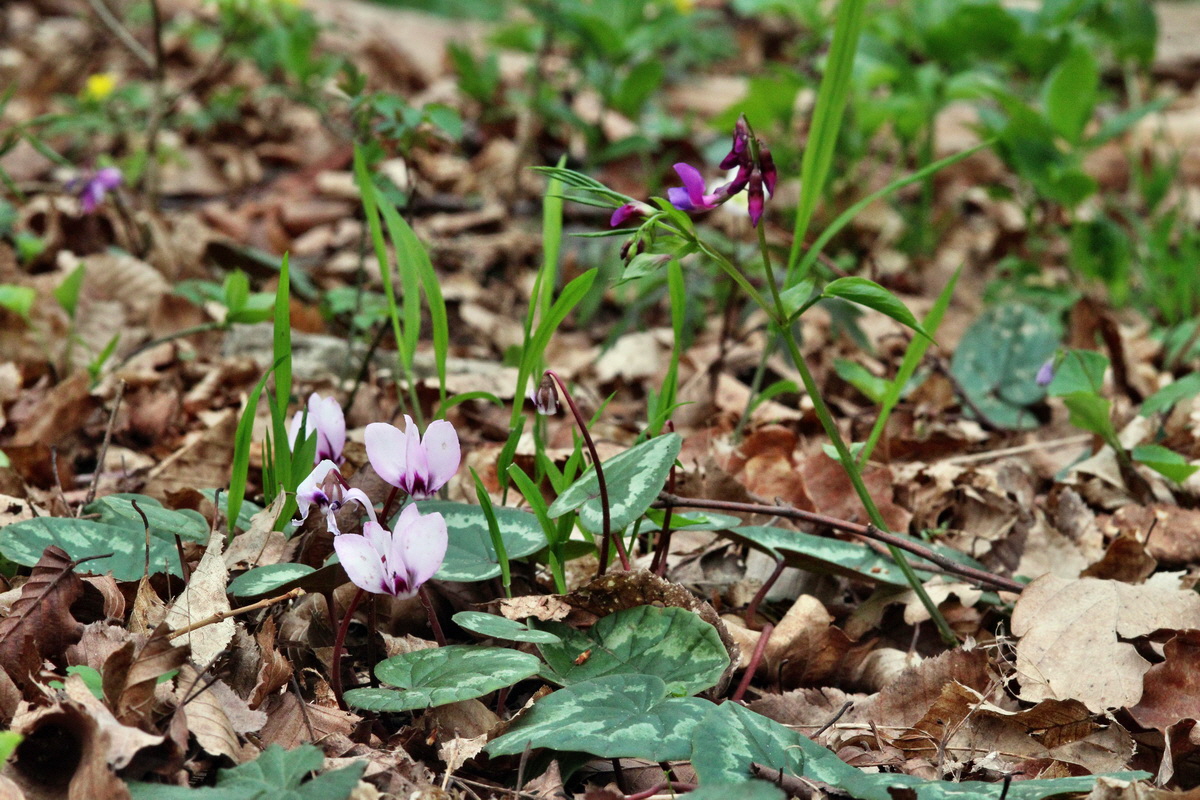 2014_04_01_00039324p_Bildgr��e �ndern