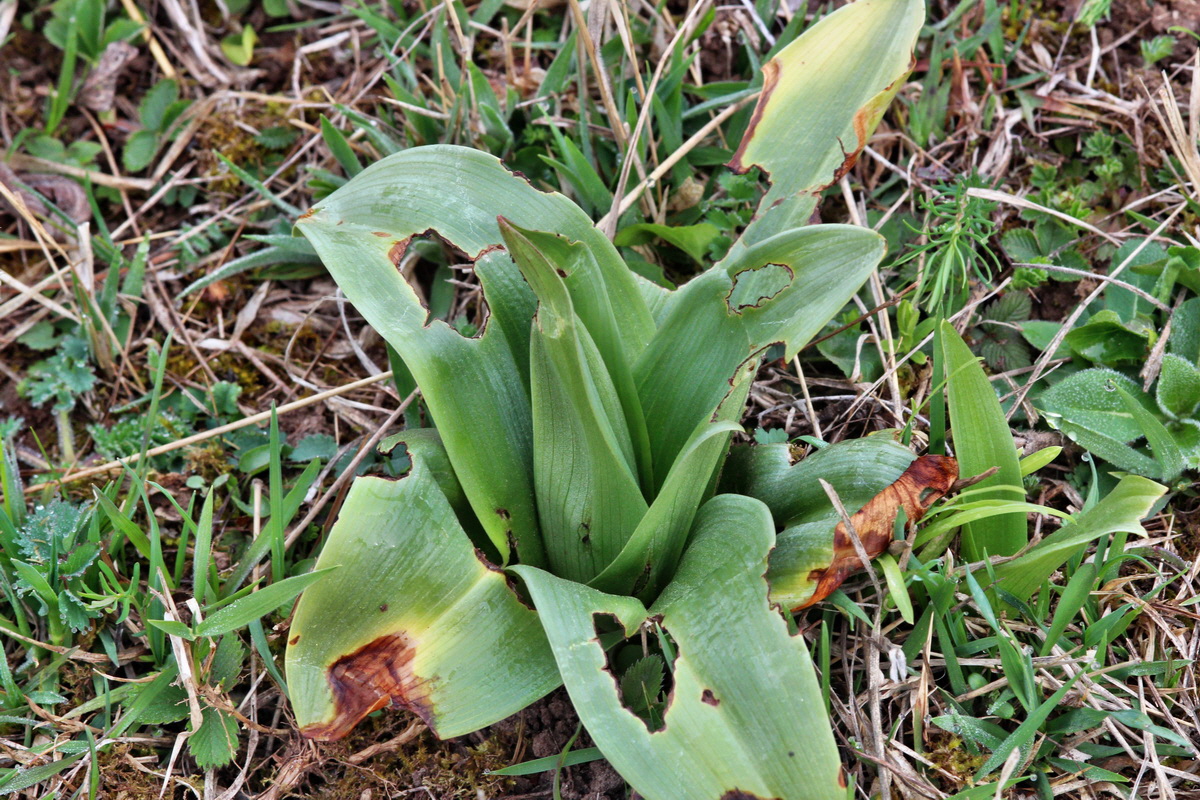 2014_04_01_00039342p_Bildgr��e �ndern