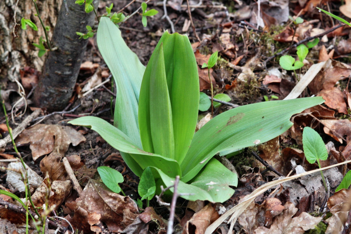 2014_04_01_00039351p_Bildgr��e �ndern