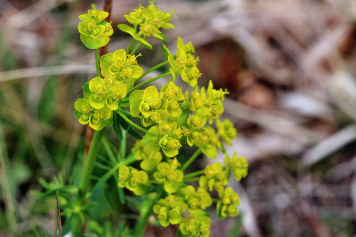 2014_04_01_00039404p_Bildgr��e �ndern