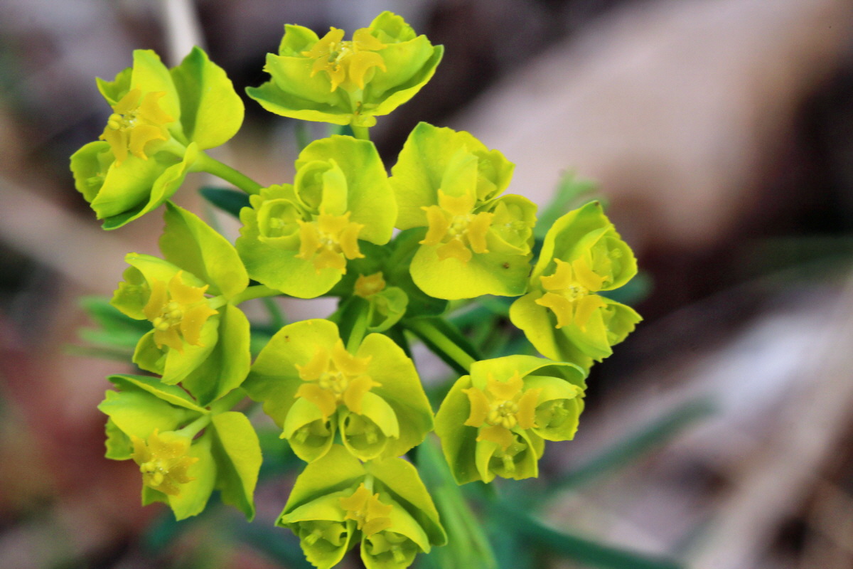 2014_04_01_00039407p_Bildgr��e �ndern