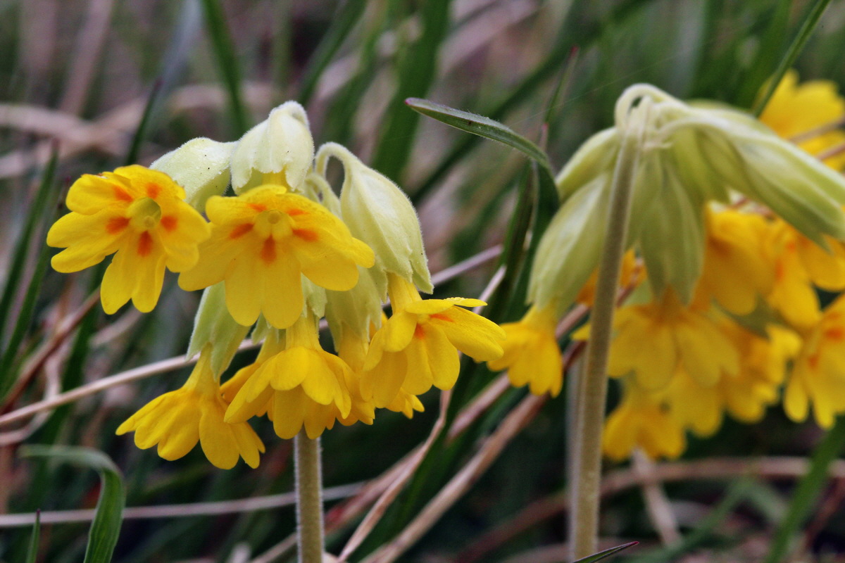 2014_04_01_00039430p_Bildgr��e �ndern