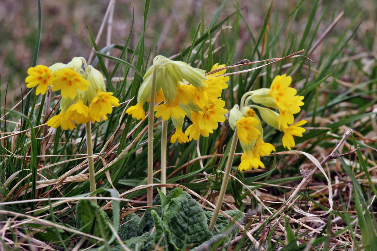 2014_04_01_00039435p_Bildgr��e �ndern