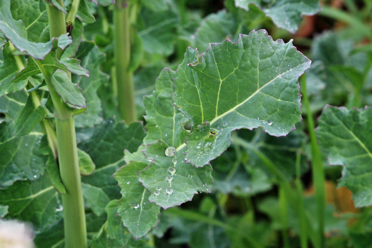 2014_04_01_00039437p_Bildgr��e �ndern