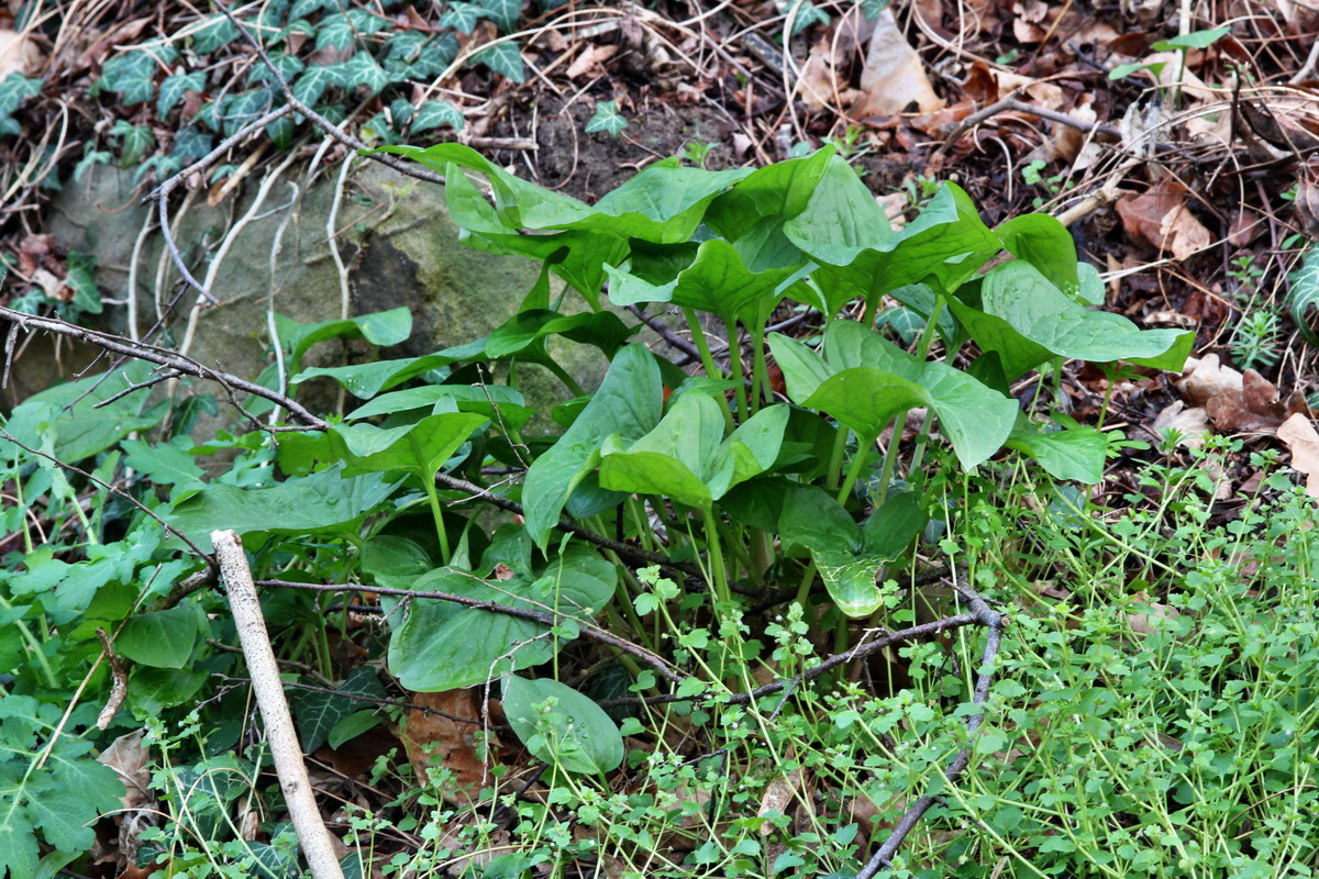 2014_04_02_00039439p_Bildgr��e �ndern