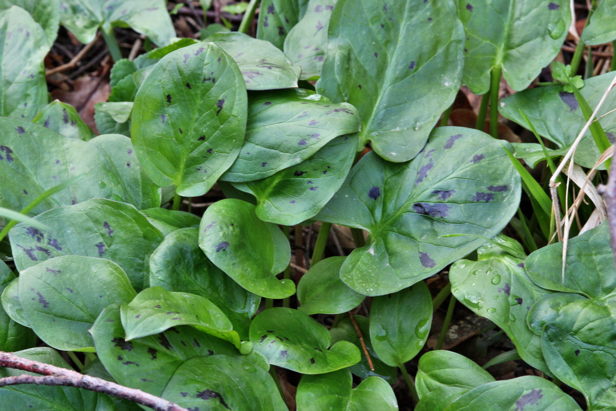 2014_04_02_00039447p_Bildgr��e �ndern