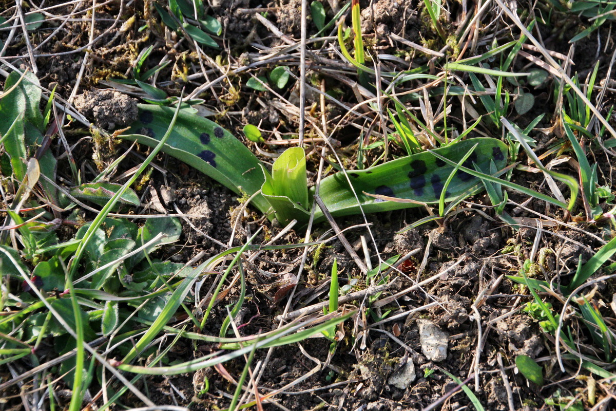 2014_04_02_00039493p_Bildgr��e �ndern