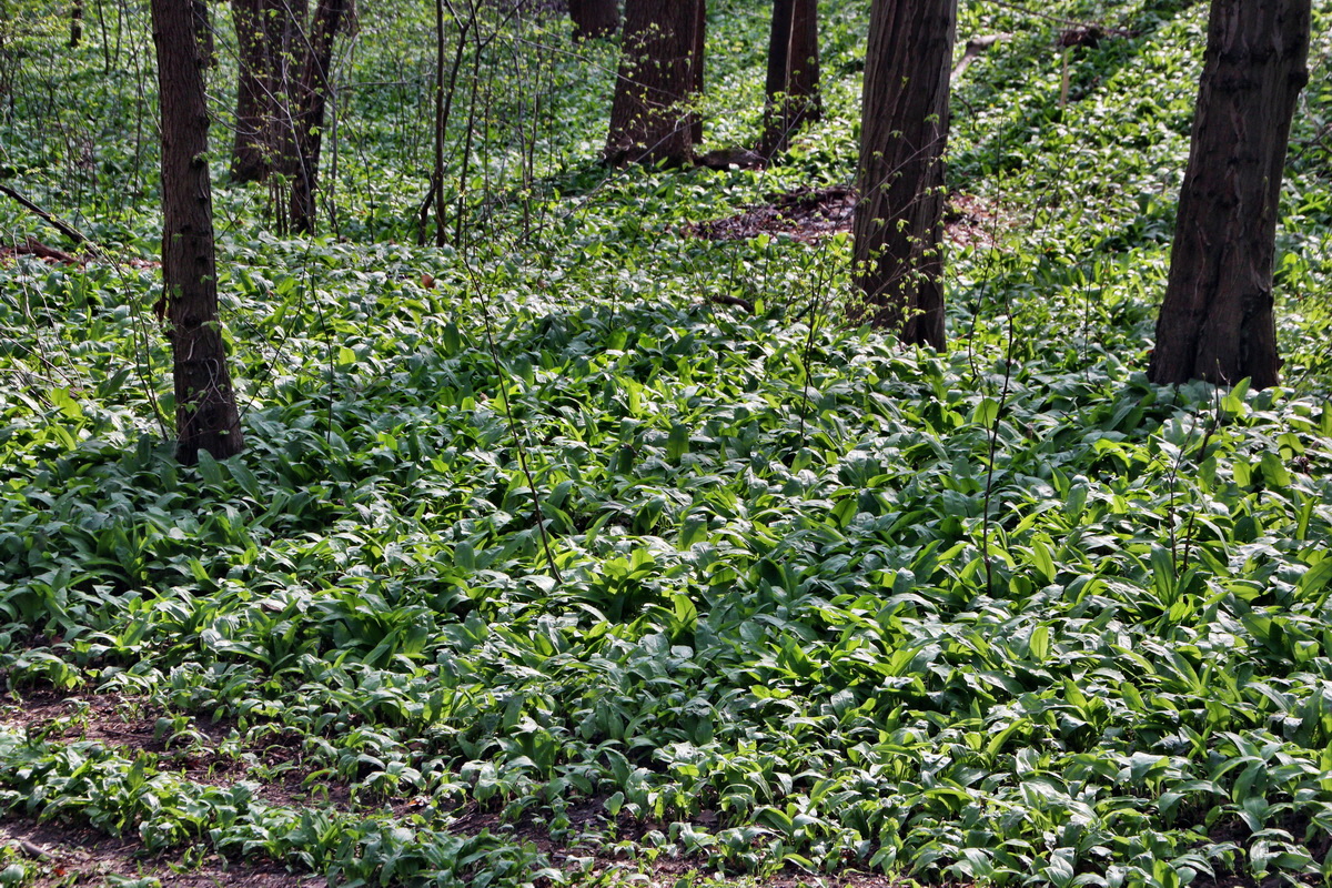 2014_04_02_00039532p_Bildgr��e �ndern