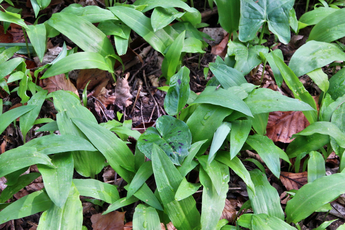 2014_04_02_00039545p_Bildgr��e �ndern