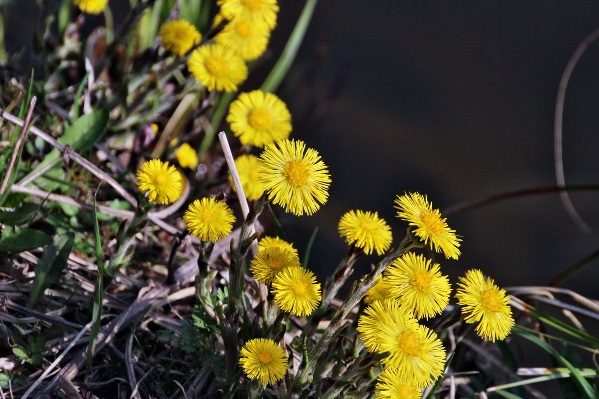 2014_04_02_00039559p_Bildgr��e �ndern