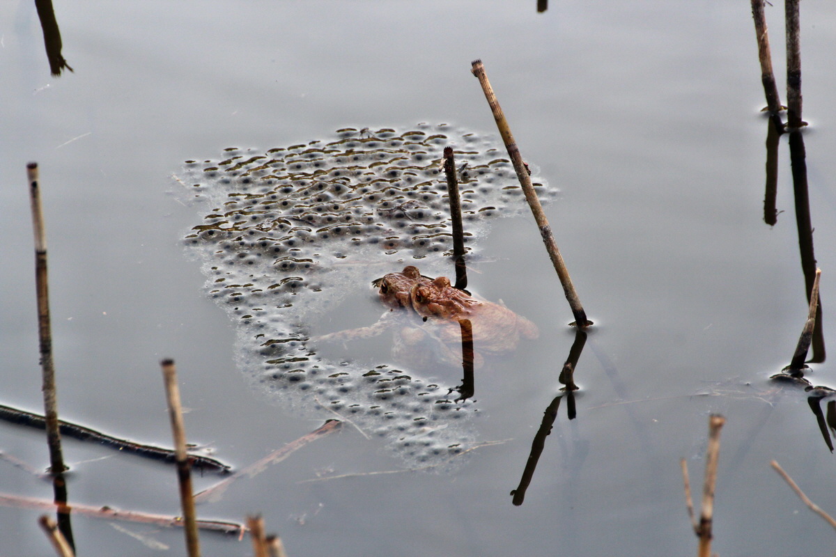 2014_04_02_00039569p_Bildgr��e �ndern