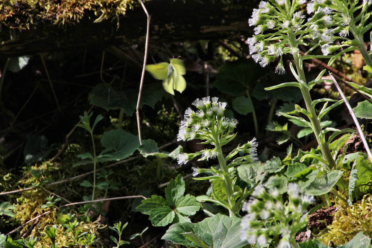 2014_04_02_00039598p_Bildgr��e �ndern