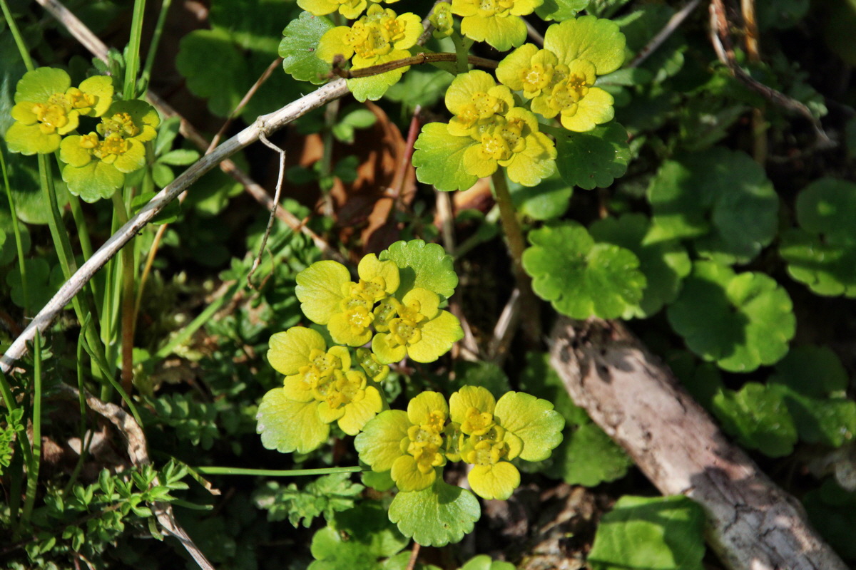 2014_04_02_00039605p_Bildgr��e �ndern