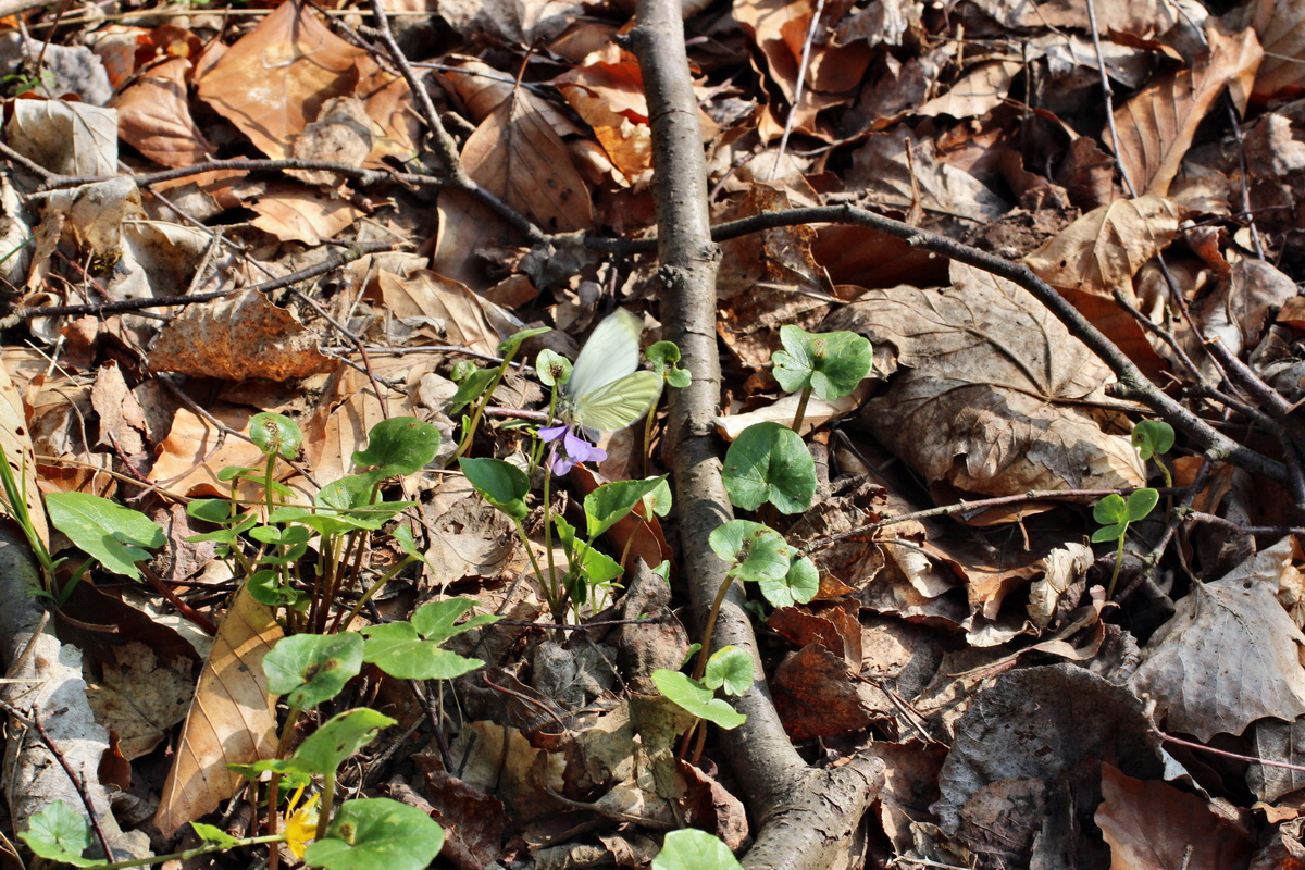 2014_04_06_00039666p_Bildgr��e �ndern