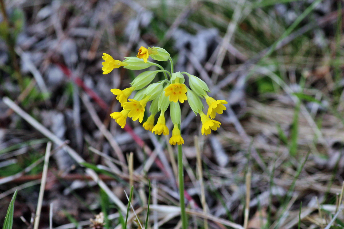 2014_04_07_00039753p_Bildgr��e �ndern