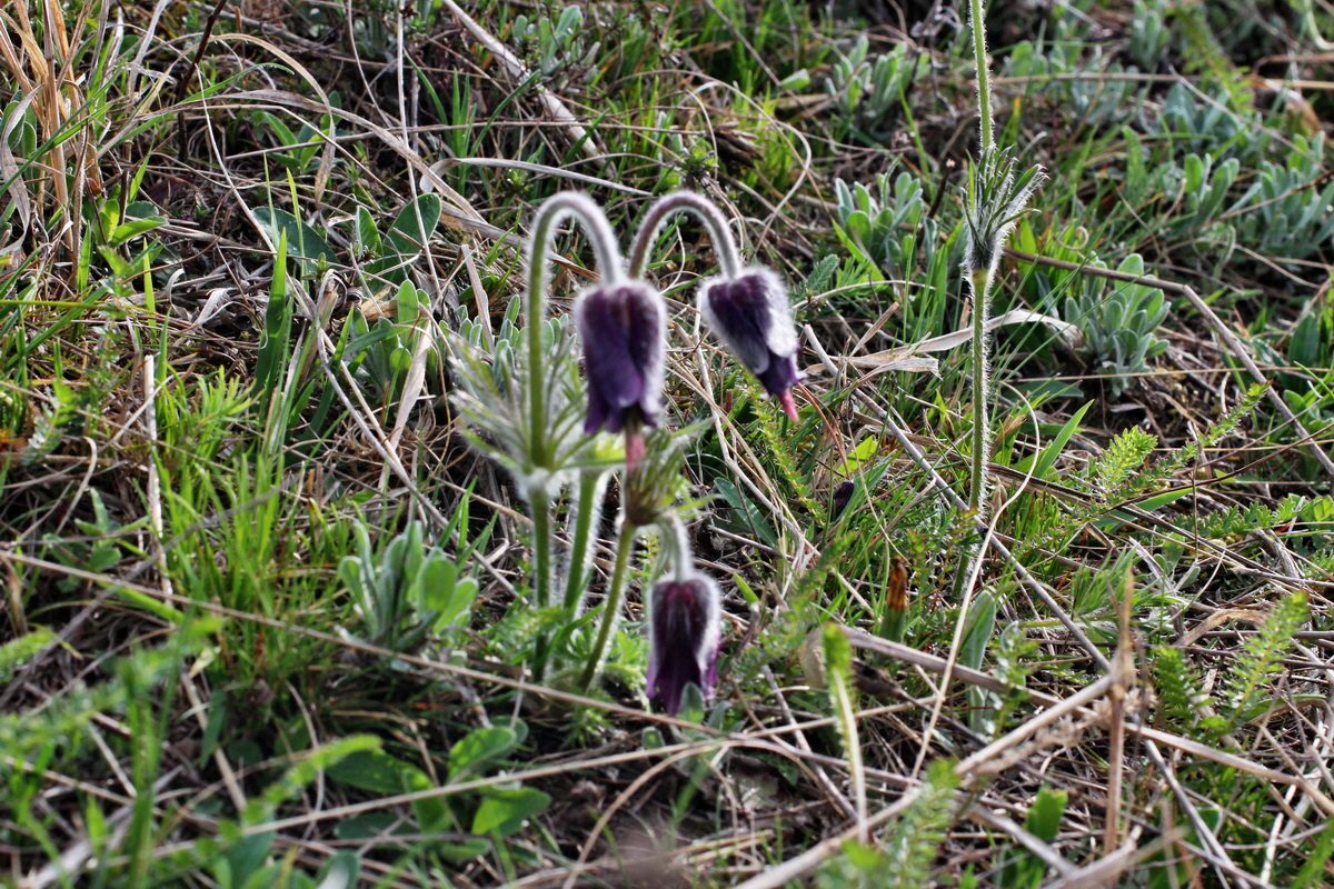 2014_04_08_00039835p_Bildgr��e �ndern