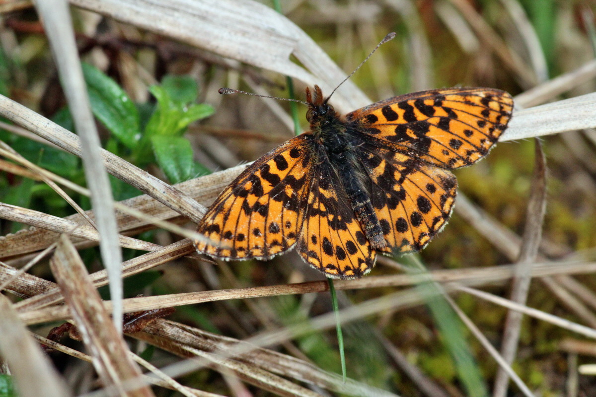 2014_04_08_00039939p_Bildgr��e �ndern