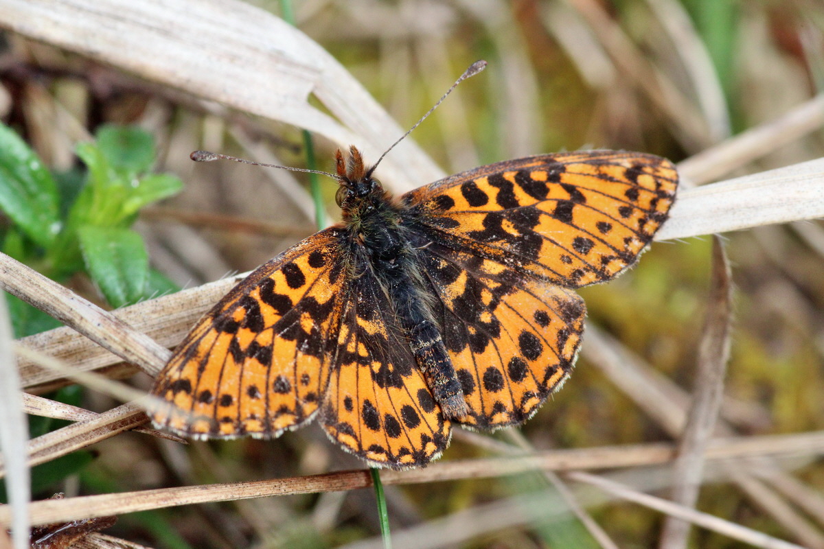 2014_04_08_00039943p_Bildgr��e �ndern