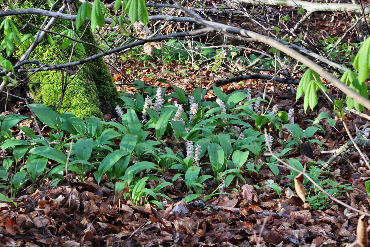 2014_04_09_00039973p_Bildgr��e �ndern