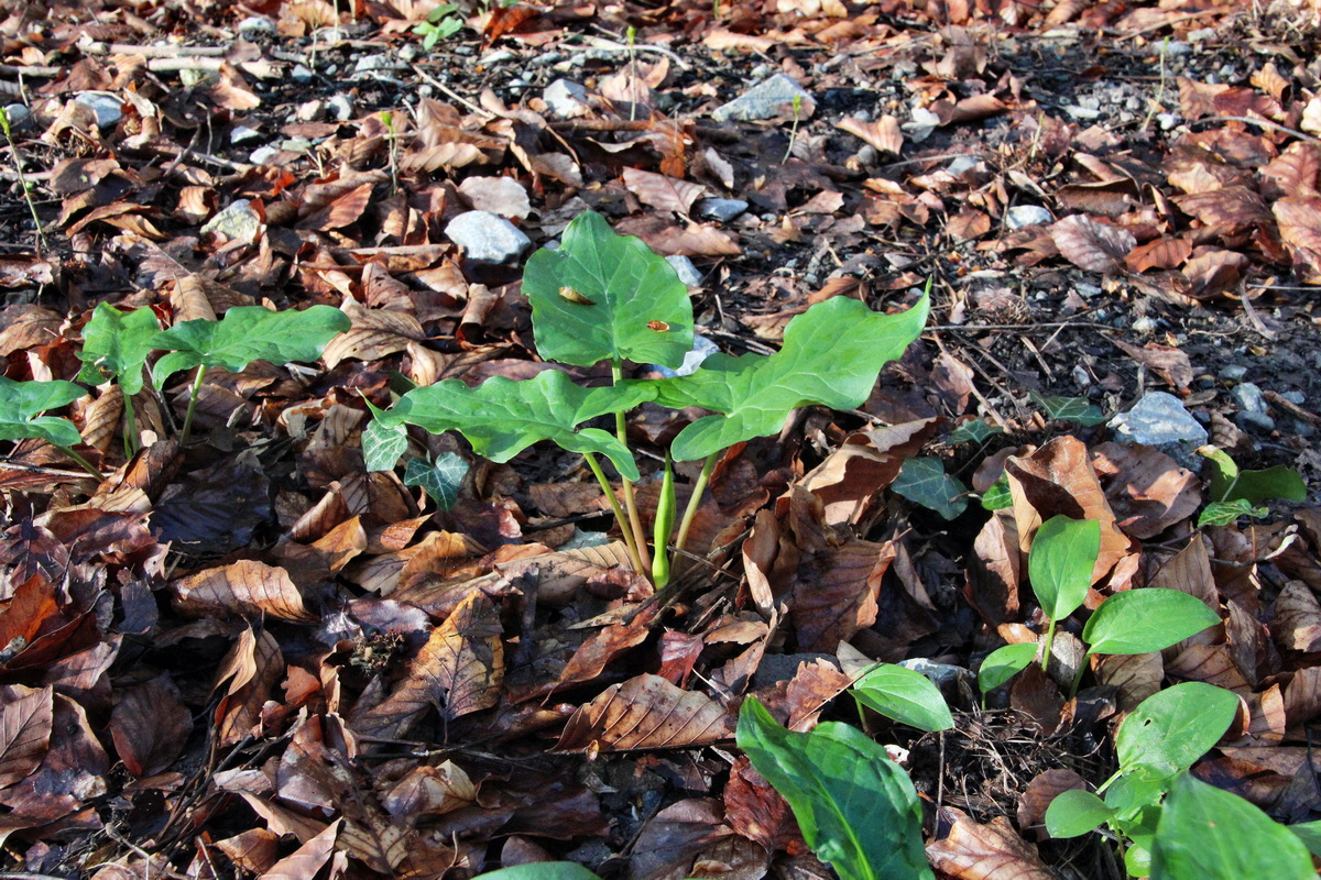 2014_04_09_00039977p_Bildgr��e �ndern