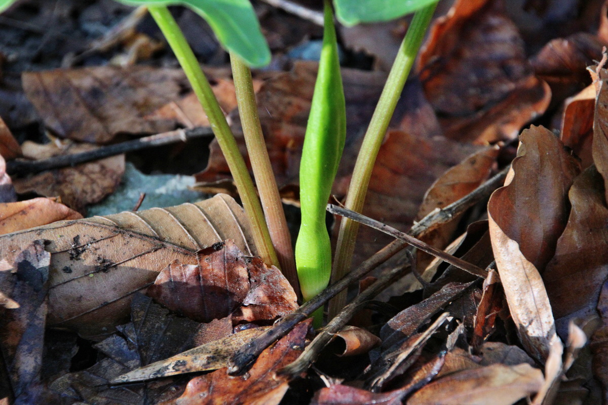 2014_04_09_00039981p_Bildgr��e �ndern