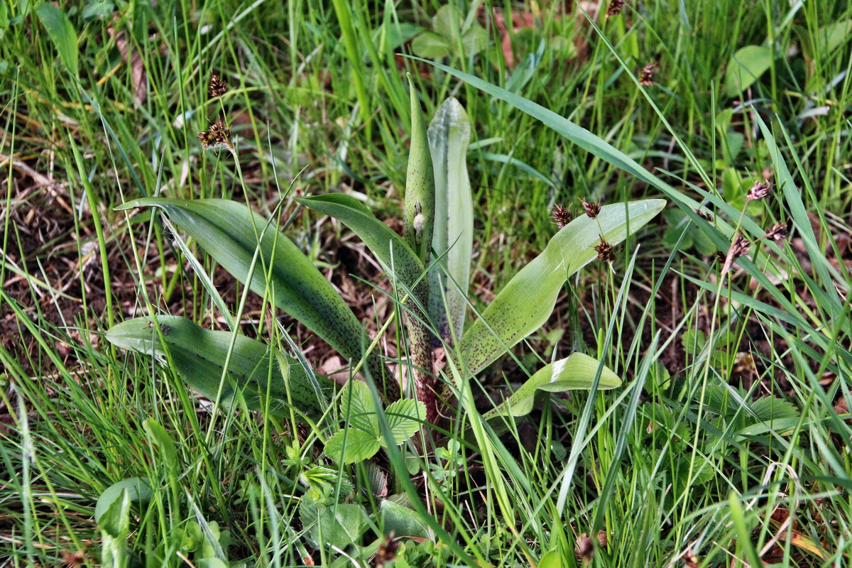 2014_04_15_00040049p_Bildgr��e �ndern