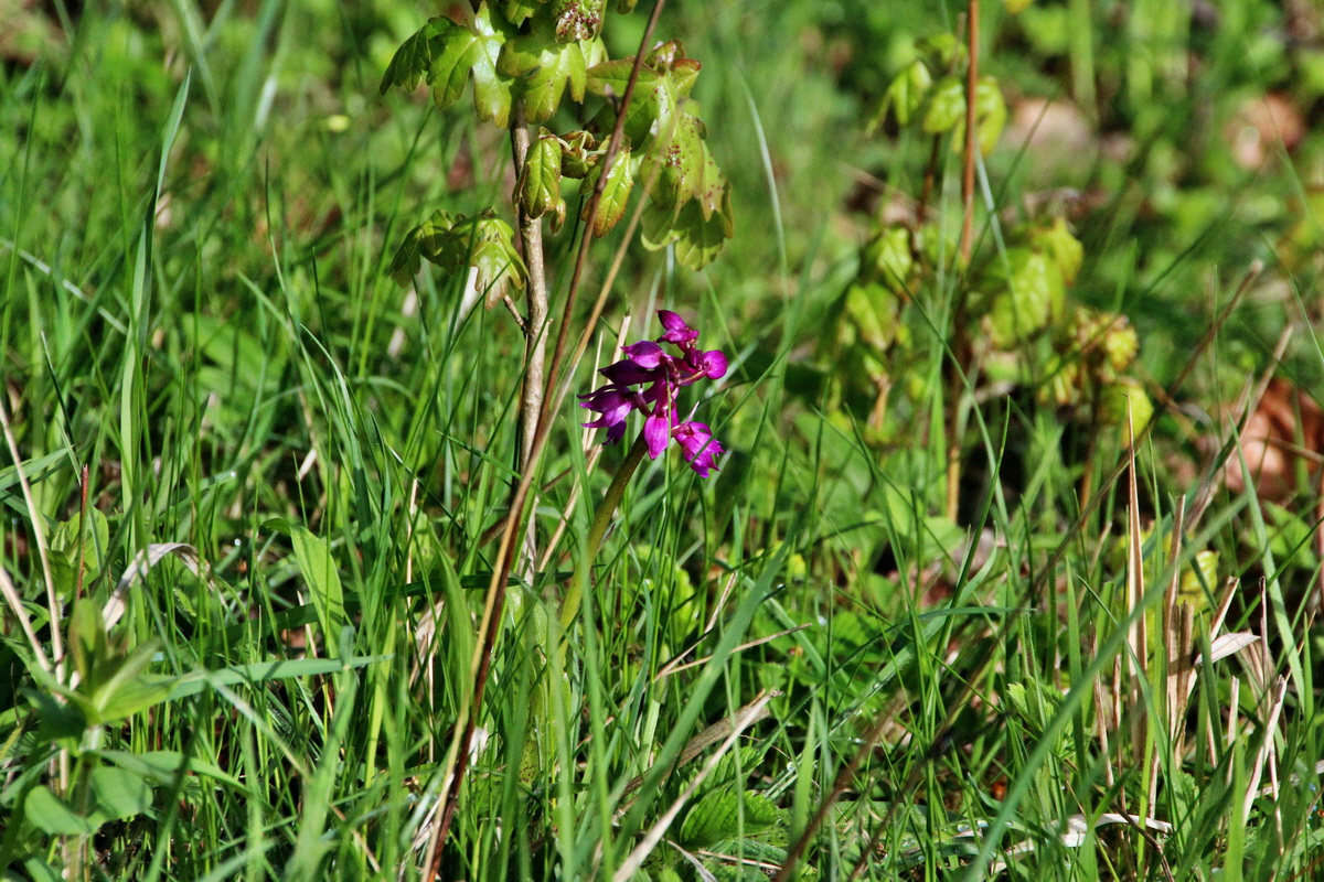 2014_04_15_00040056p_Bildgr��e �ndern