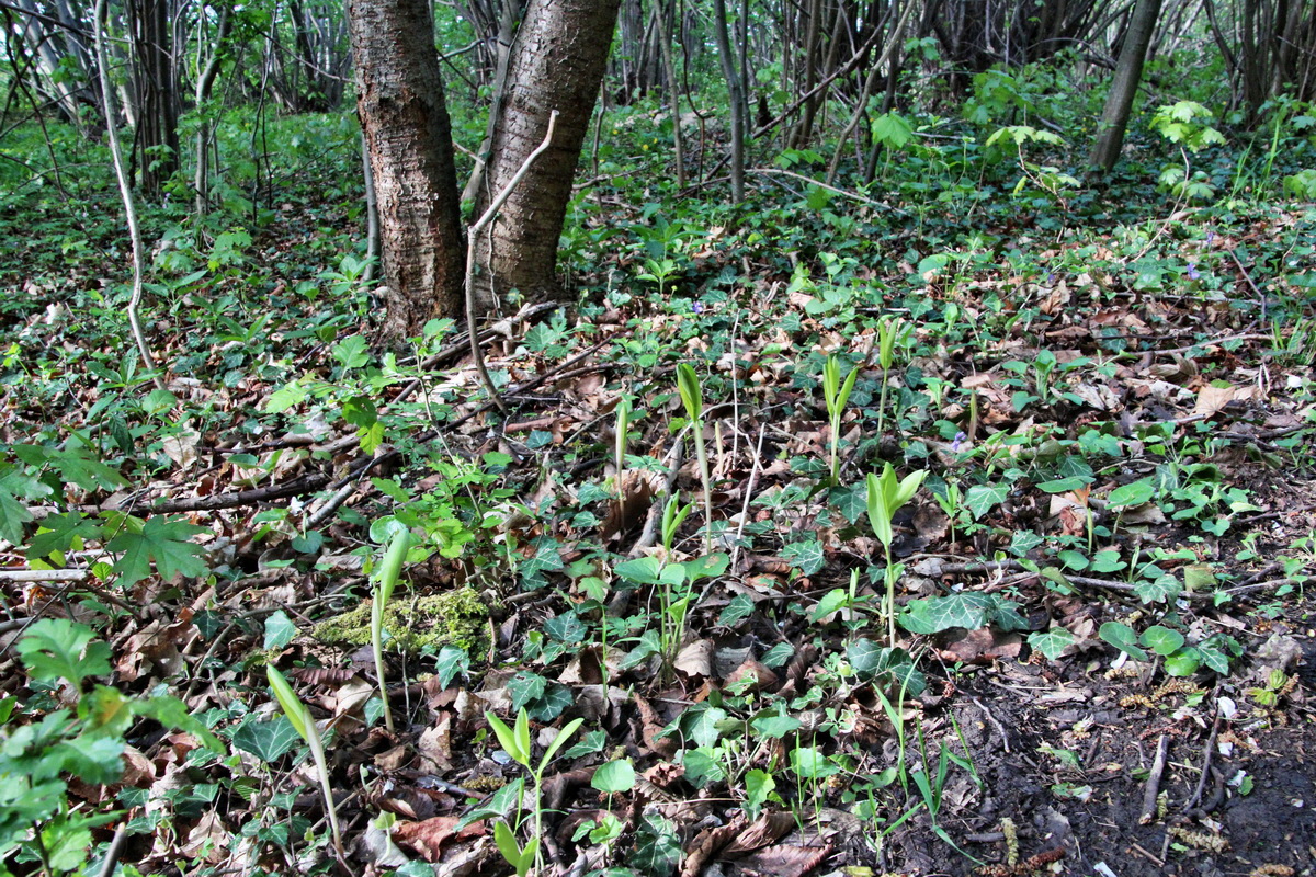 2014_04_15_00040092p_Bildgr��e �ndern