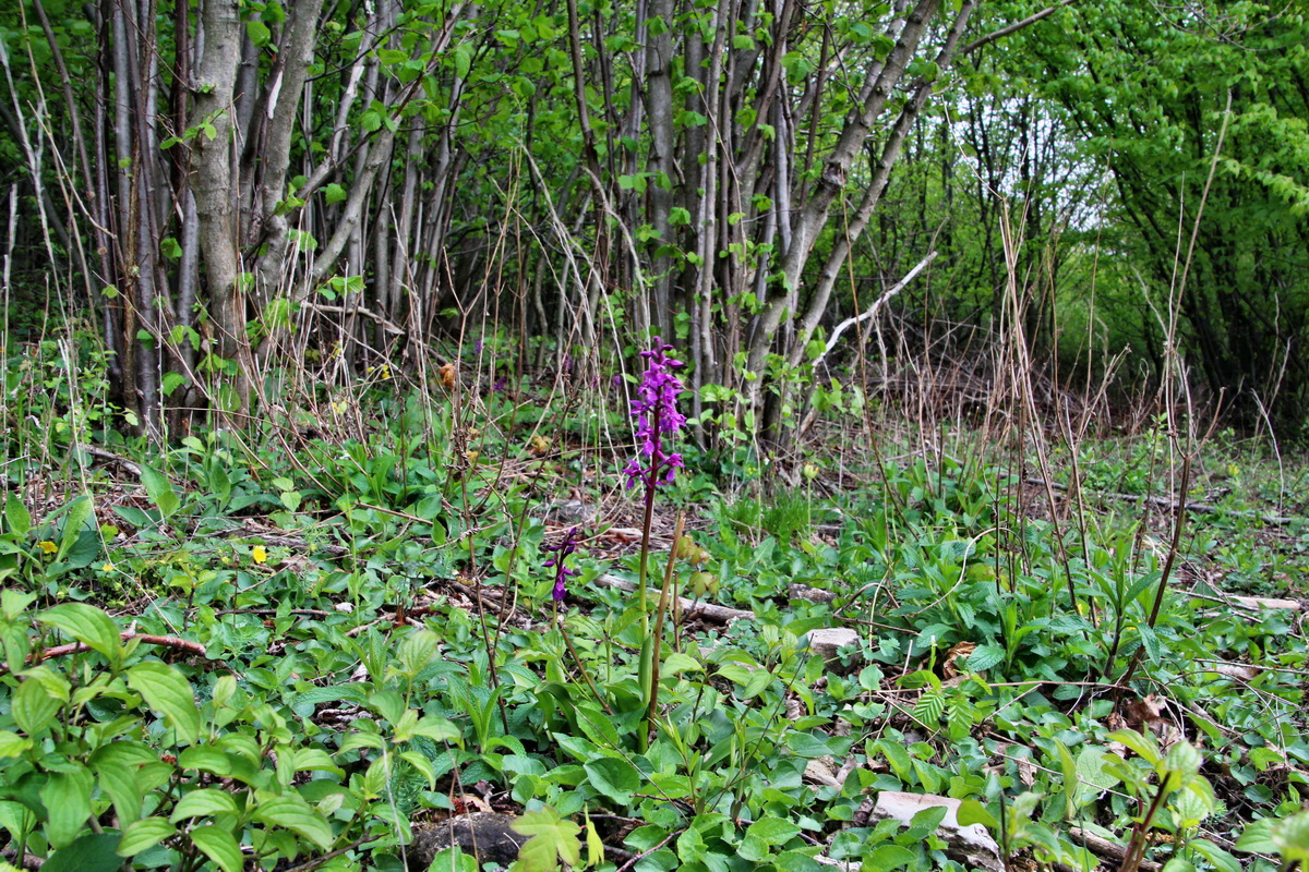 2014_04_15_00040165p_Bildgr��e �ndern