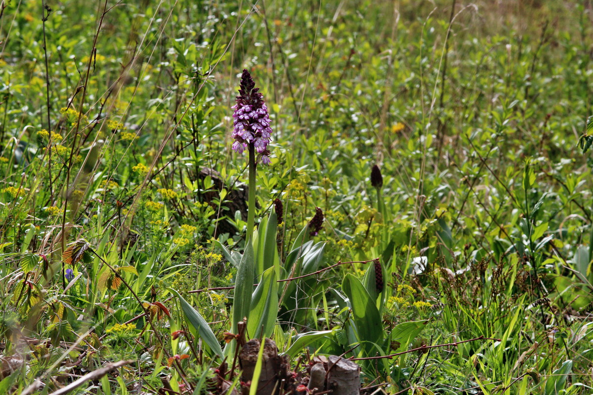 2014_04_15_00040206p_Bildgr��e �ndern