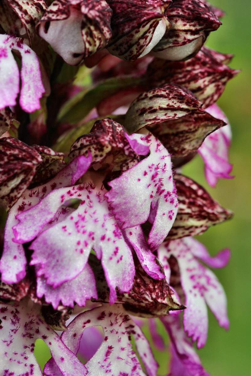 2014_04_15_00040217p_Bildgr��e �ndern