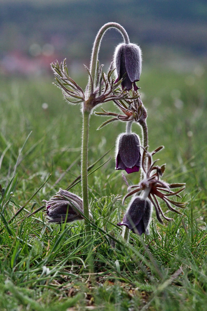 2014_04_17_00040274p_Bildgr��e �ndern