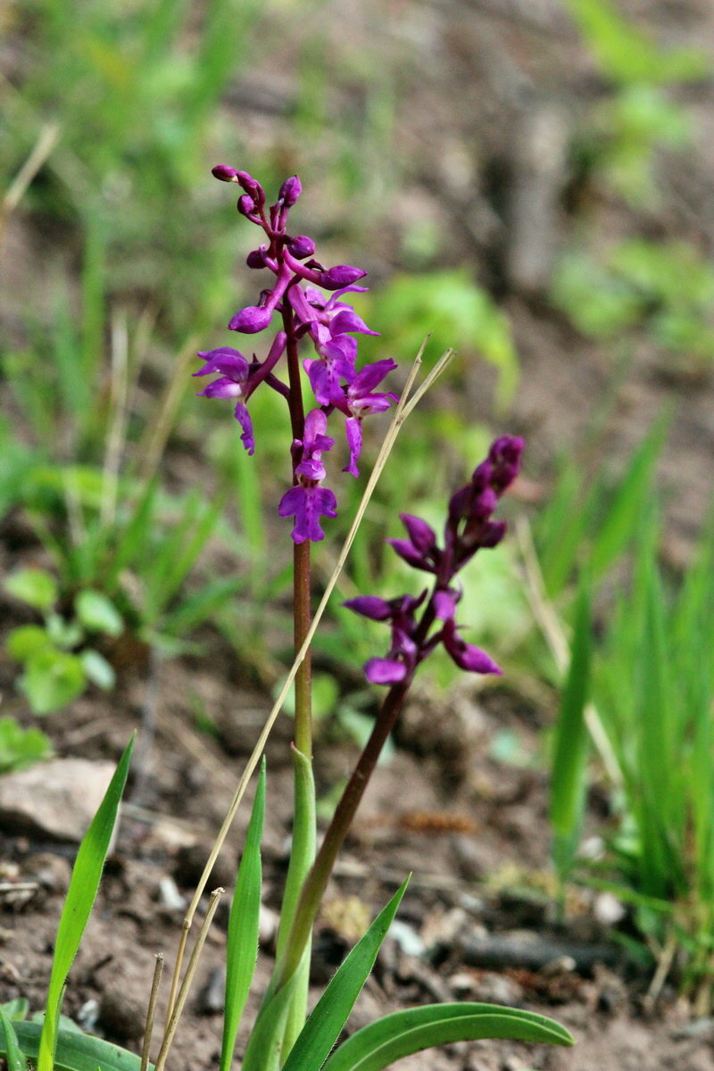 2014_04_17_00040325p_Bildgr��e �ndern