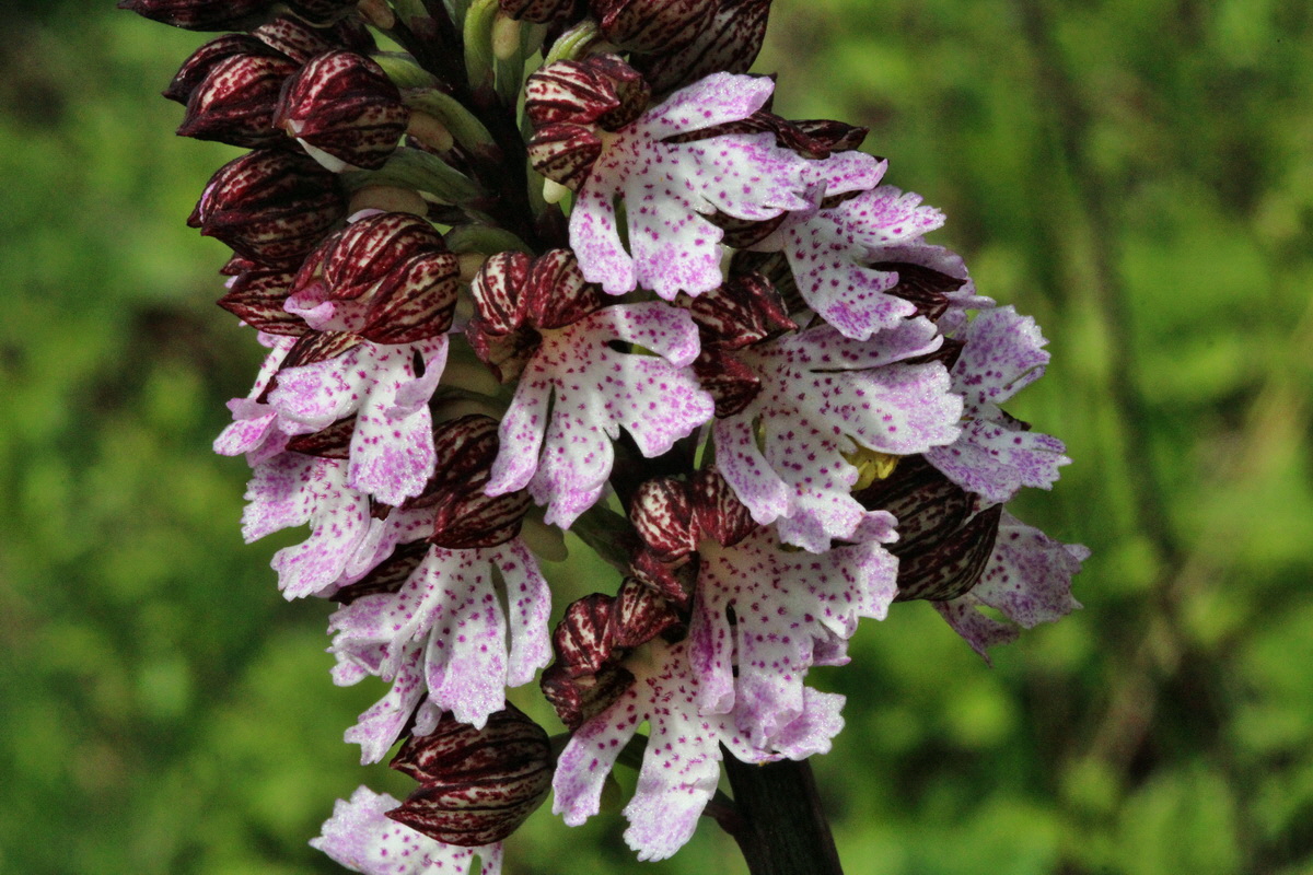 2014_04_17_00040337p_Bildgr��e �ndern