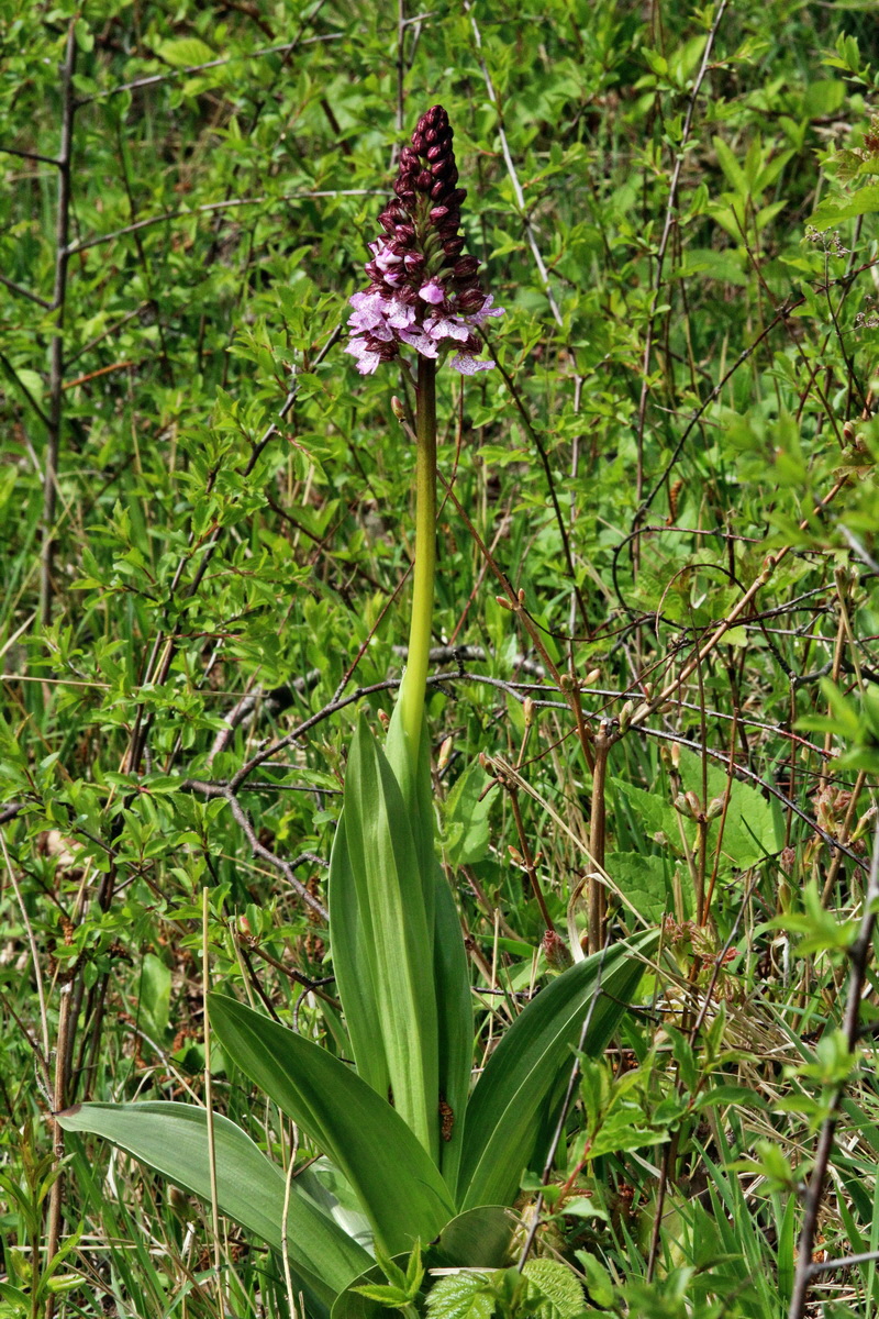 2014_04_17_00040341p_Bildgr��e �ndern