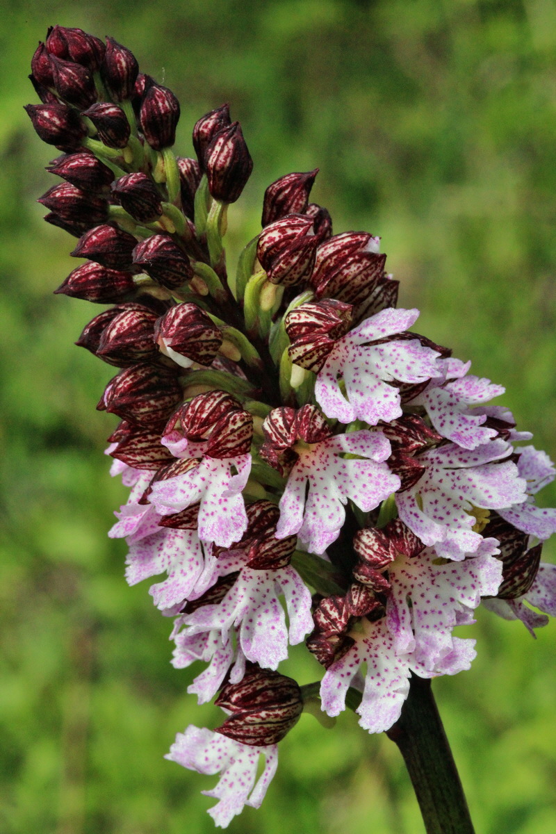 2014_04_17_00040343p_Bildgr��e �ndern