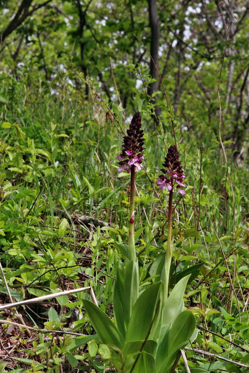 2014_04_17_00040351p_Bildgr��e �ndern