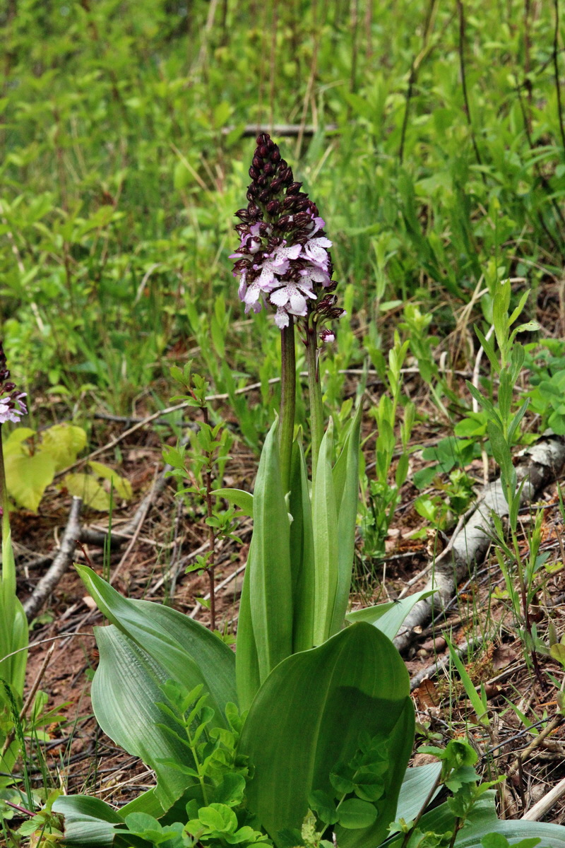 2014_04_17_00040360p_Bildgr��e �ndern