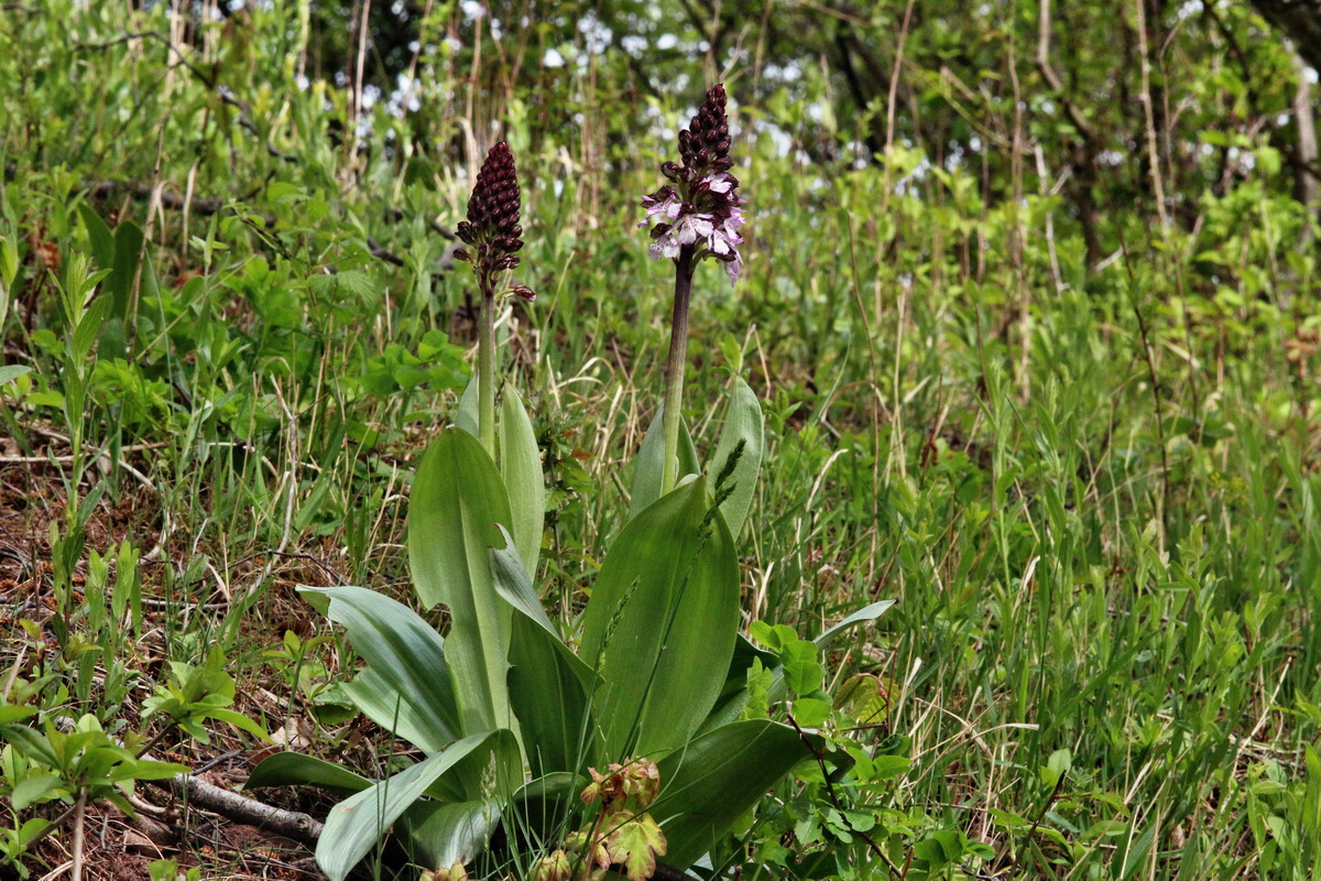 2014_04_17_00040369p_Bildgr��e �ndern