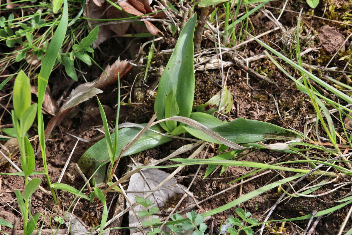 2014_04_17_00040373p_Bildgr��e �ndern